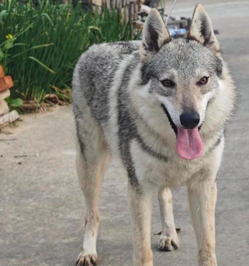 捷克狼犬纯种德牧的价格是多少？