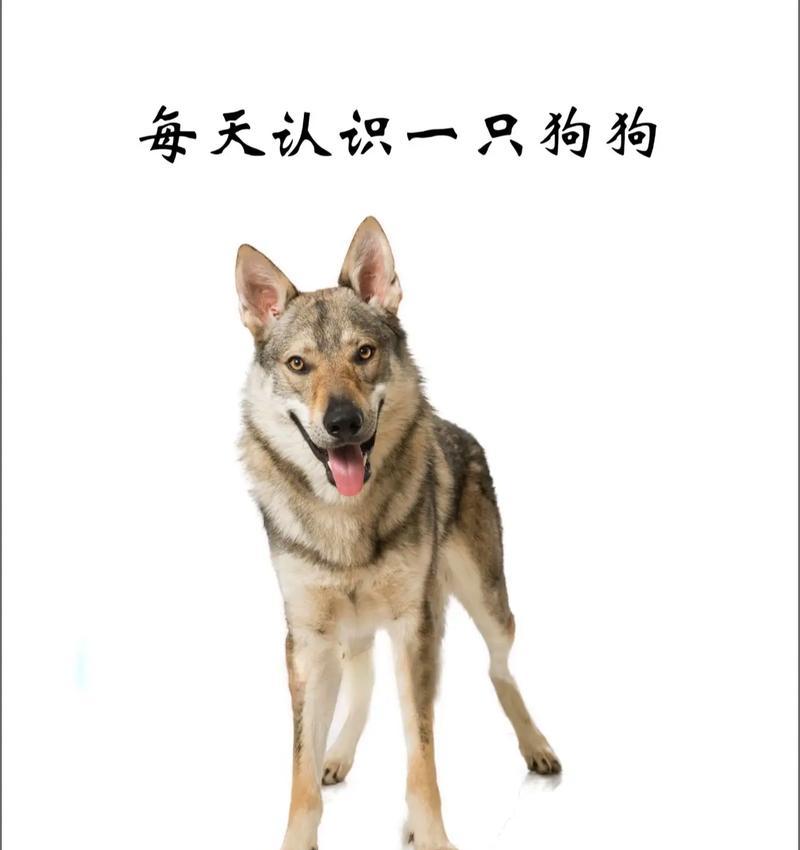 捷克狼犬纯种德牧的价格是多少？