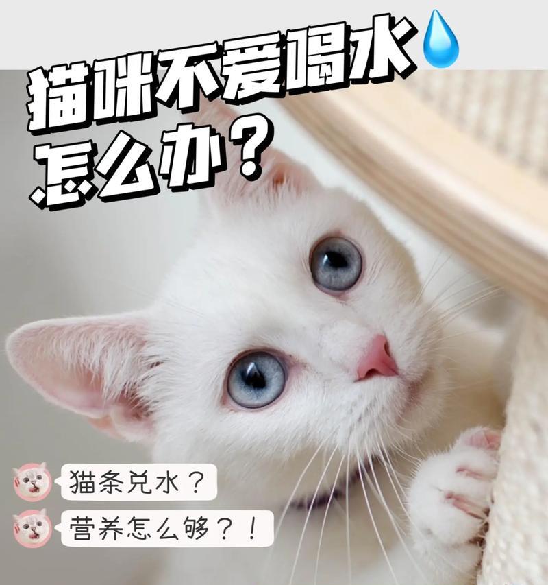 小猫不喝水时用什么替代？