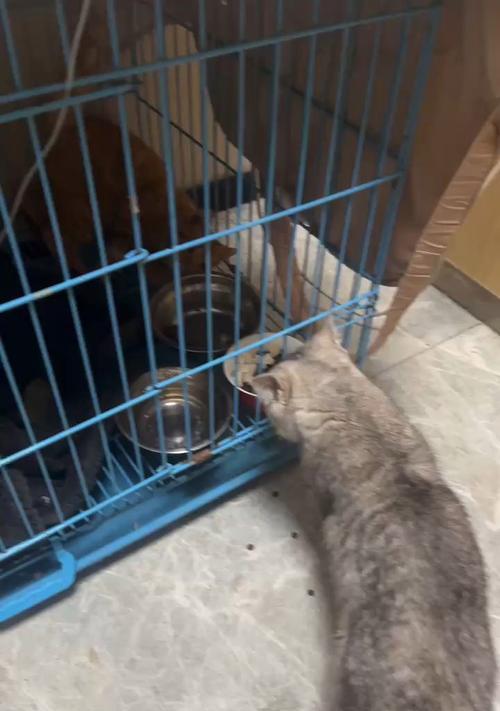 猫偷喝猫粮时被抱住会发生什么？如何防止这种情况？