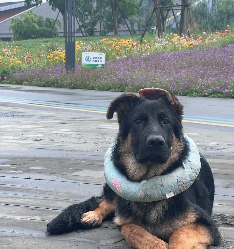 养殖一只德牧名犬的成本大概是多少？