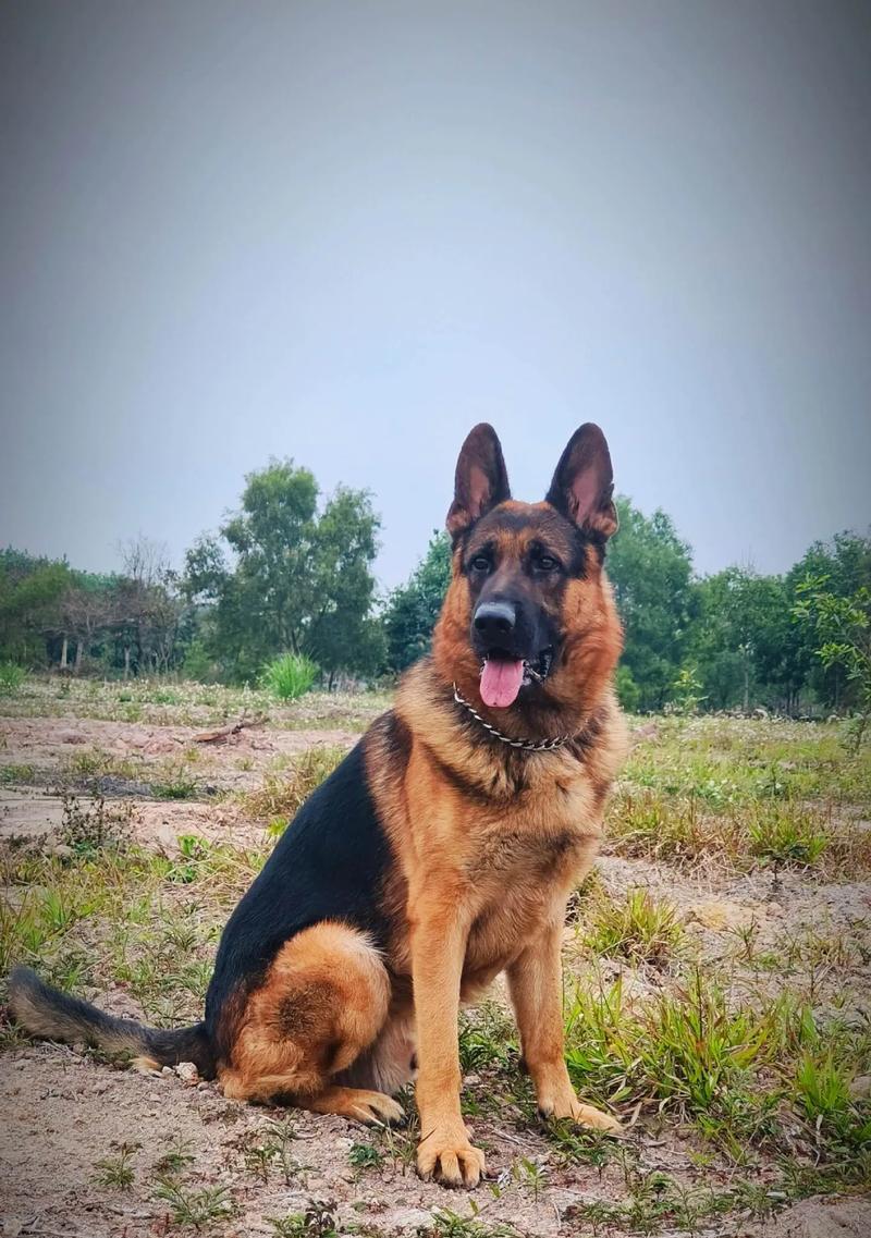 养殖一只德牧名犬的成本大概是多少？