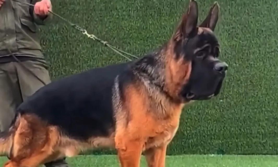 养殖一只德牧名犬的成本大概是多少？