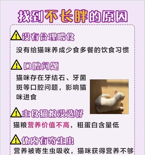 家养猫不吃猫粮如何养胖？有哪些方法？