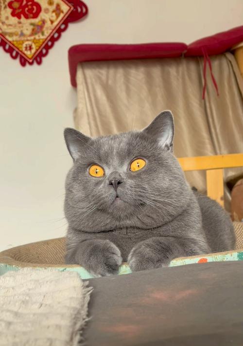 灰猫是否只能依赖猫粮？原因是什么？