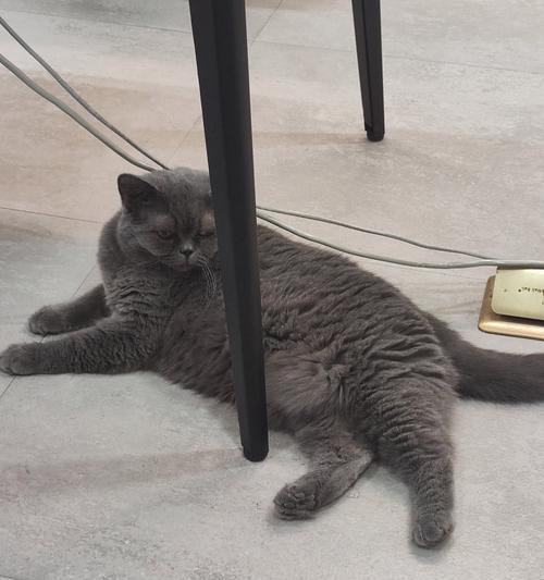 灰猫是否只能依赖猫粮？原因是什么？