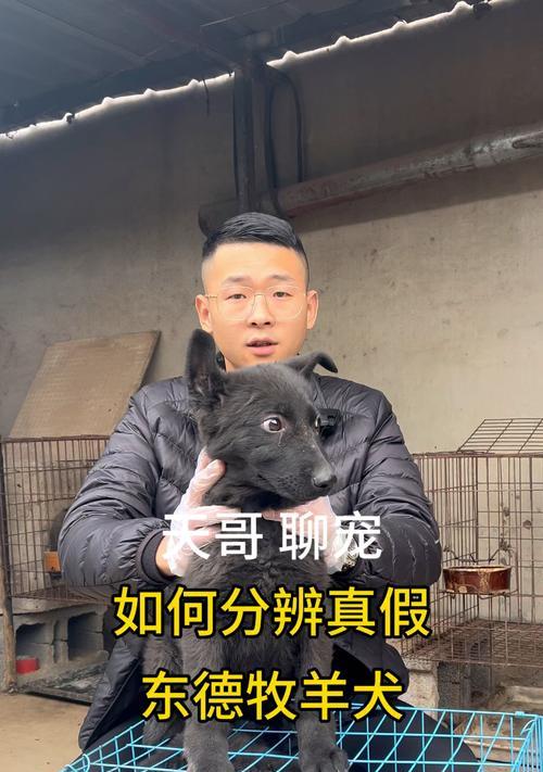 黄头纯种德牧的价格是多少？购买时需要注意什么？