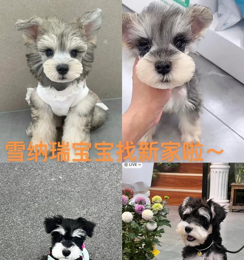 雪纳瑞一个月的衣服开销是多少？