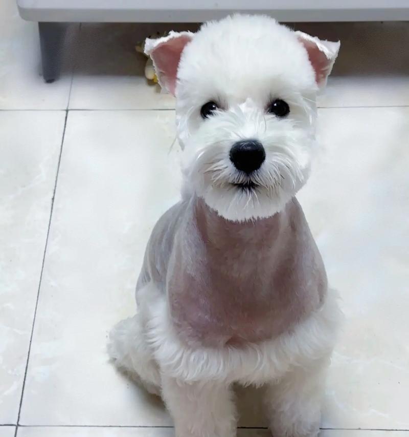 雪纳瑞一个月的衣服开销是多少？