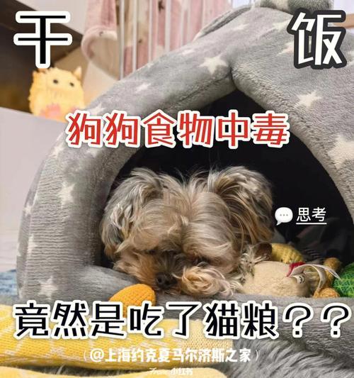 如何防止狗吃掉猫粮？