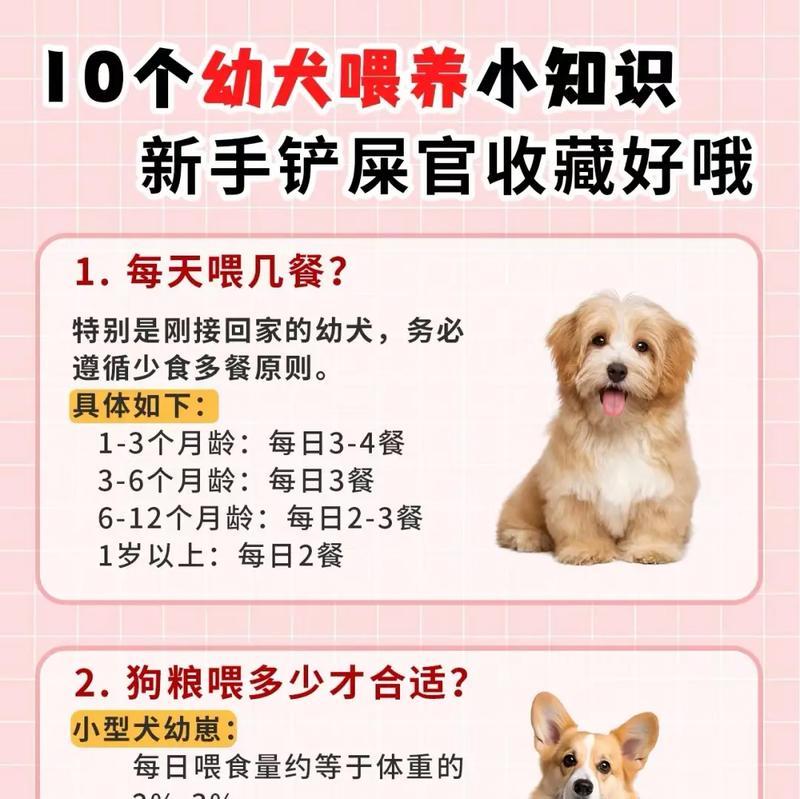 如何防止狗吃掉猫粮？