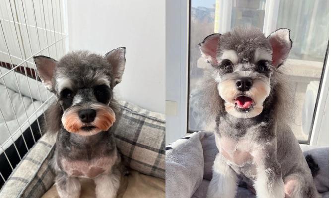 白雪纳瑞染色渐变色的价格是多少？染色过程需要注意什么？