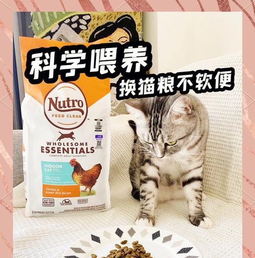 美短猫何时更换猫粮最佳？换粮时应该注意什么？