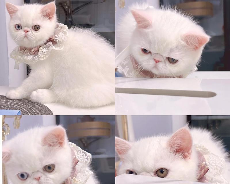 加菲幼猫适合哪种猫粮？