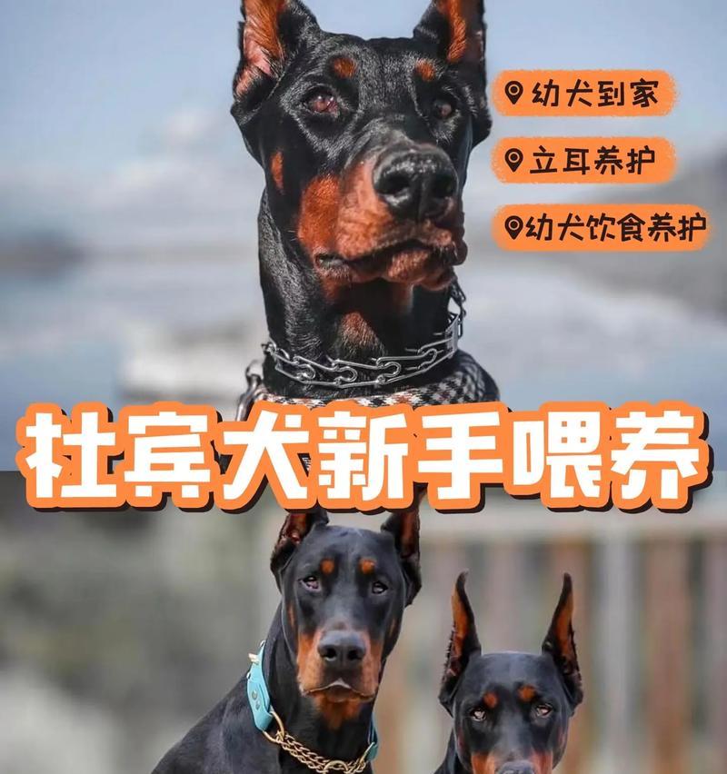 杜宾犬的理想狗粮选择是什么？如何挑选适合杜宾犬的狗粮？