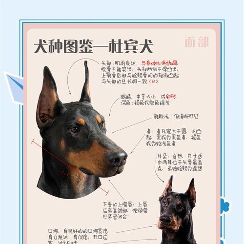 杜宾犬的理想狗粮选择是什么？如何挑选适合杜宾犬的狗粮？