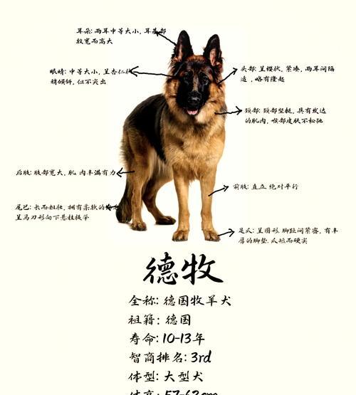 八个月的德牧正常体重是多少？如何判断德牧的体重是否健康？