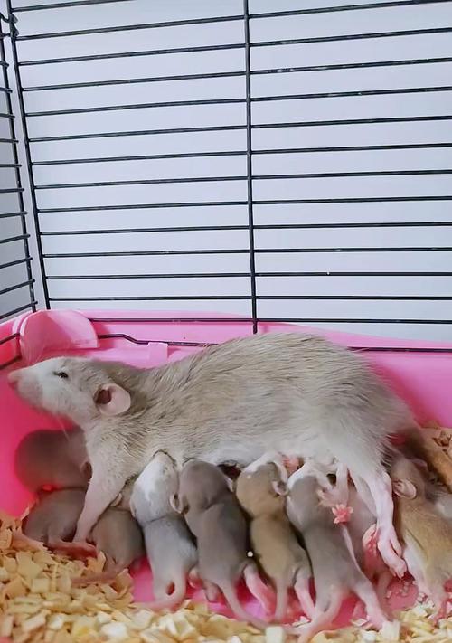 花枝鼠可以吃猫粮吗？吃了会有什么后果？