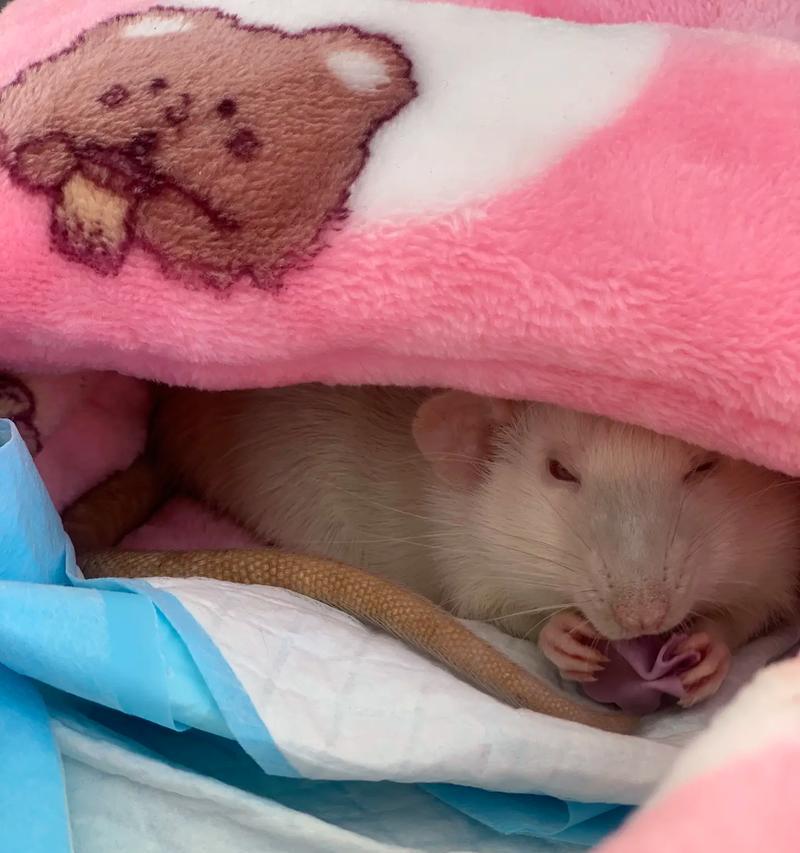 花枝鼠可以吃猫粮吗？吃了会有什么后果？