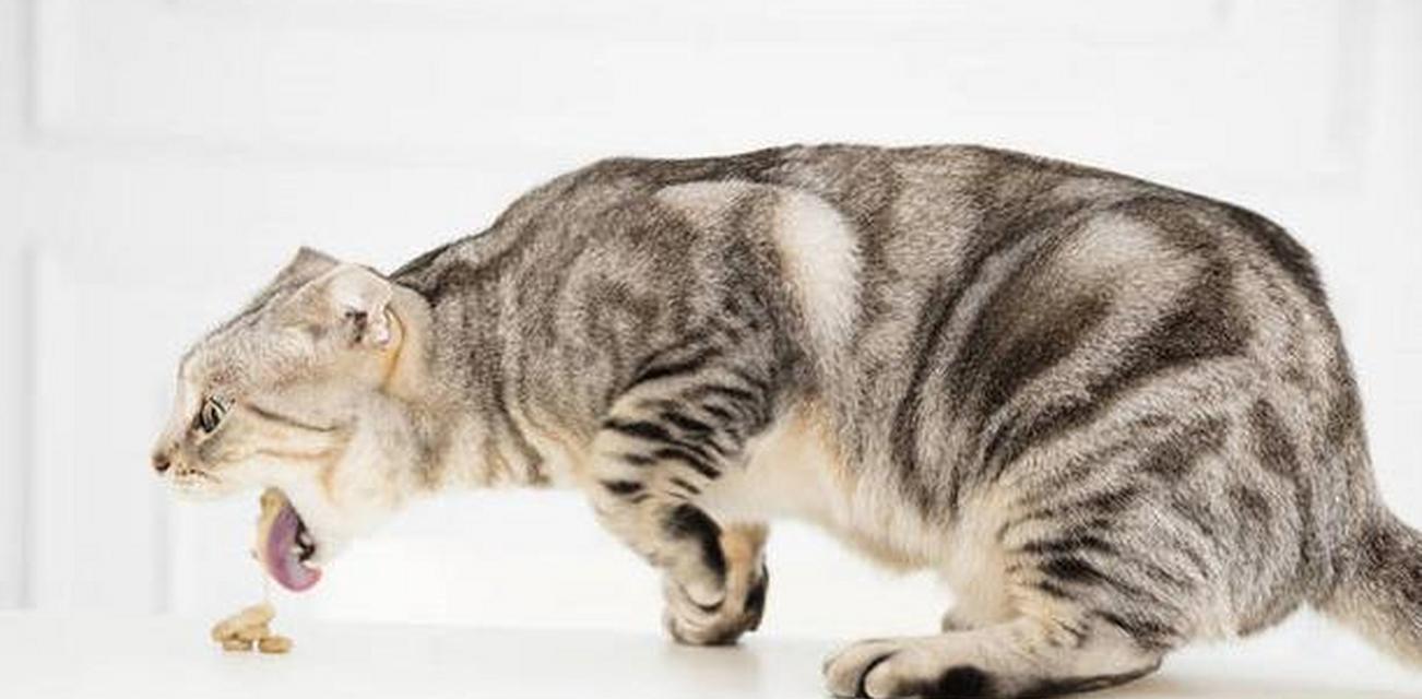农村猫食用猫粮会有何反应？