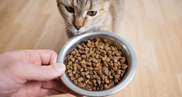 农村猫食用猫粮会有何反应？