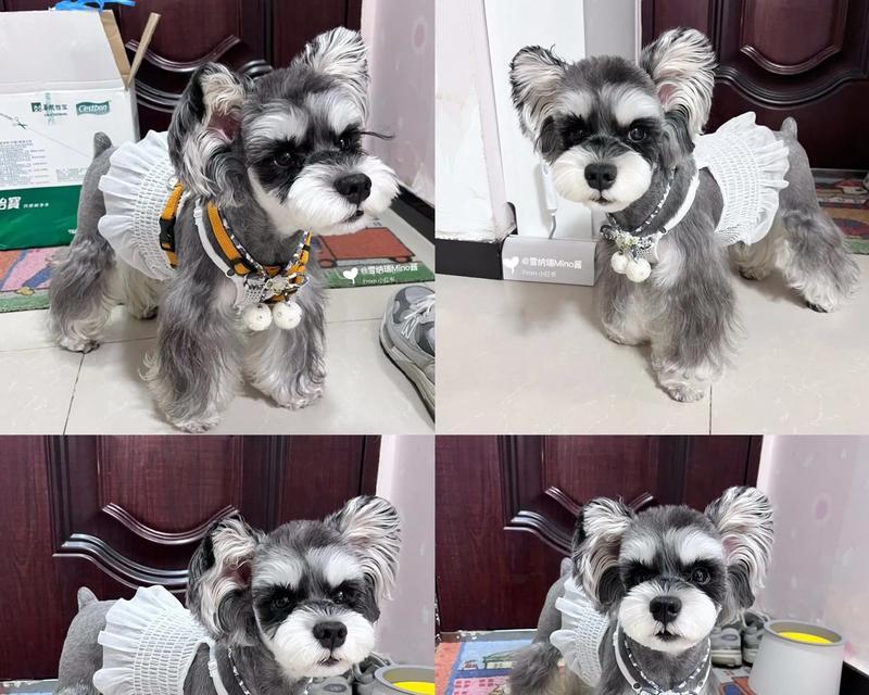雪纳瑞宠物鞋子的价格是多少？