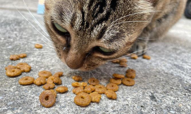 流浪猫有人喂猫粮该如何处理？