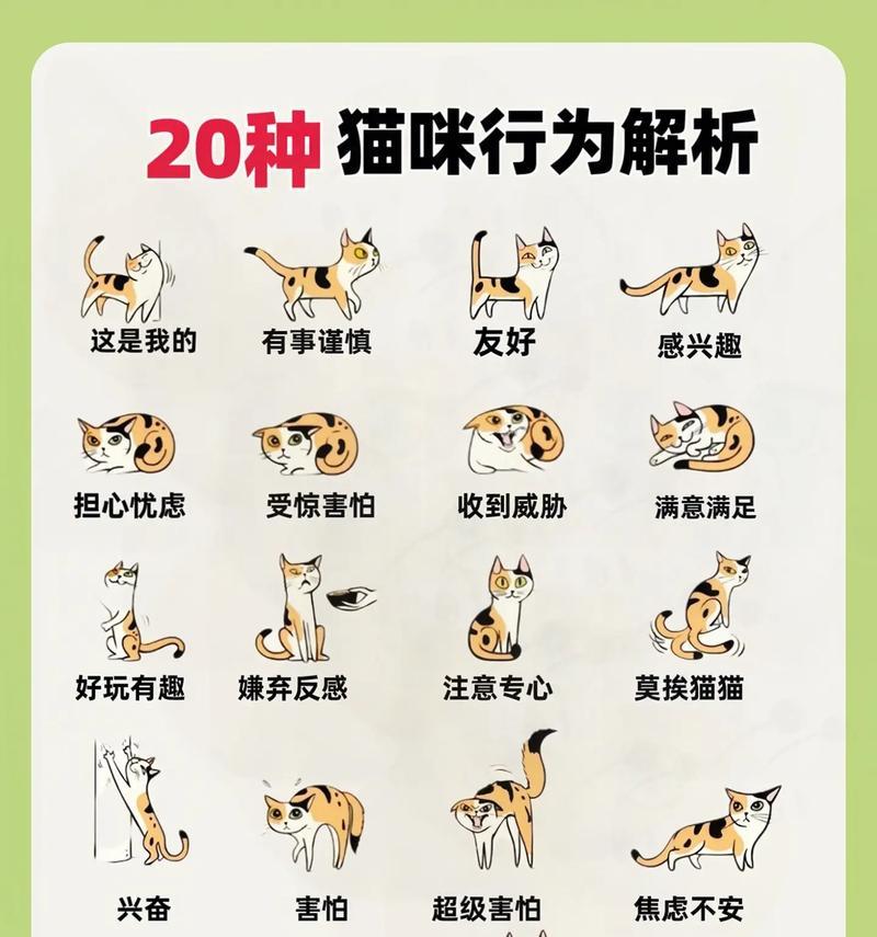 猫咪总是盖住猫粮怎么办？这是什么行为？