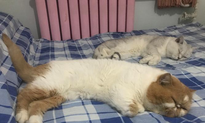 猫咪总是盖住猫粮怎么办？这是什么行为？