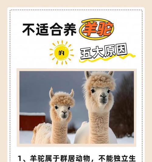 大羊驼出门玩耍的体验如何？羊驼外出活动需要注意什么？