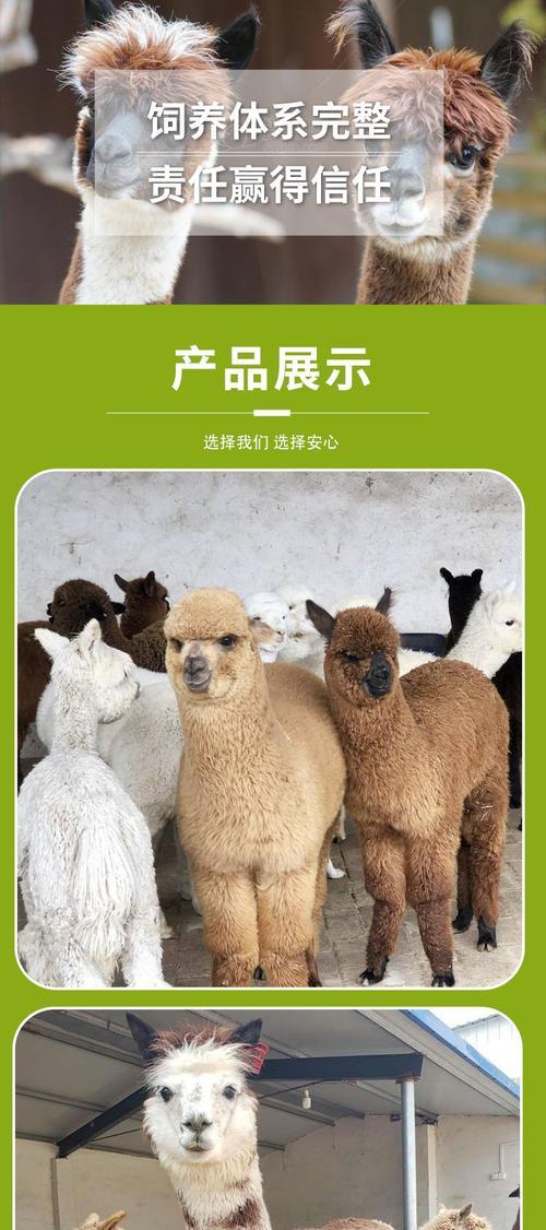 王七叶羊驼养殖经验分享？羊驼好养吗？