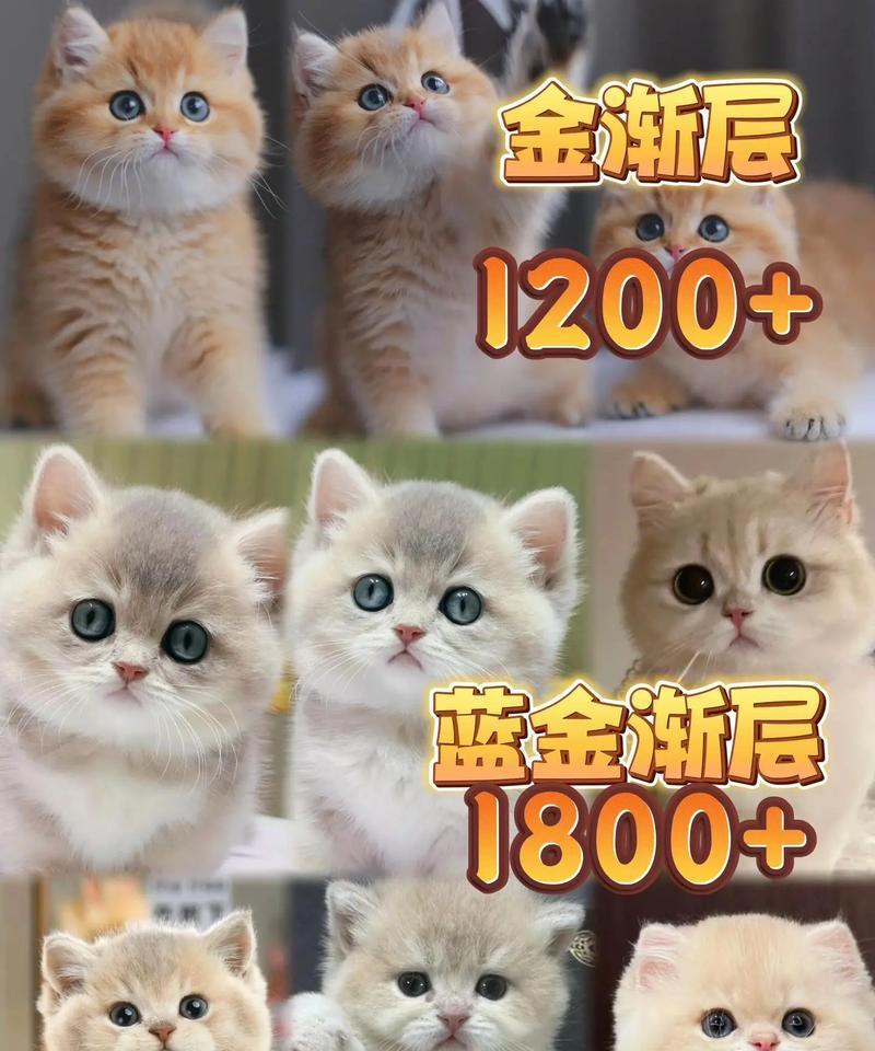 蓝金渐层幼猫猫粮选择有哪些？如何确保营养均衡？