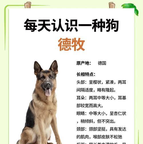 德牧两个月多少斤？如何判断德牧的体重是否正常？