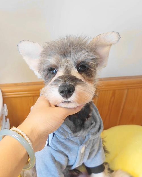 雪纳瑞幼仔和成犬的售价是多少？