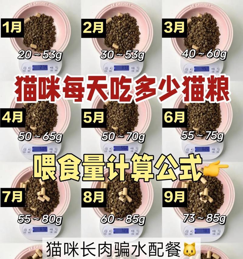 猫粮的正确喂食量是多少？如何科学喂养？