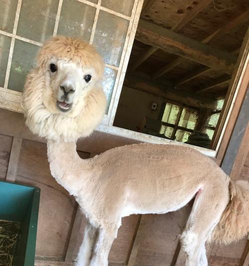 羊驼狗狗剪毛怎么剪好看？如何选择合适的剪毛方式？
