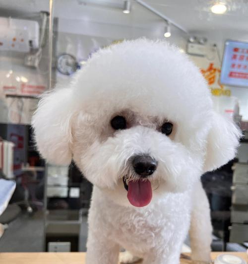 羊驼狗狗剪毛怎么剪好看？如何选择合适的剪毛方式？