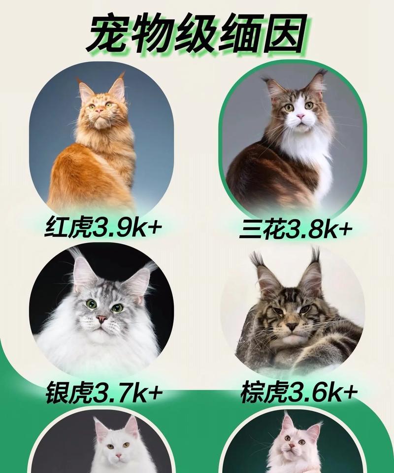 如何为缅因猫挑选合适的猫粮？有哪些推荐？