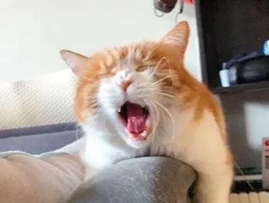 猫条和猫粮混合后猫咪不吃了怎么办？