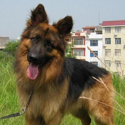 黑白德国牧羊犬的价格是多少？购买时应考虑哪些因素？