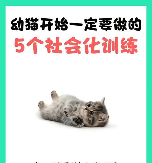 训练猫捡起猫粮是否合适？