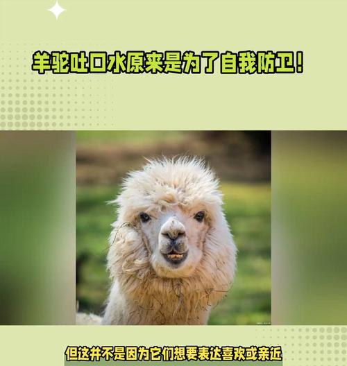 小朋友吐口水是羊驼引起的吗？