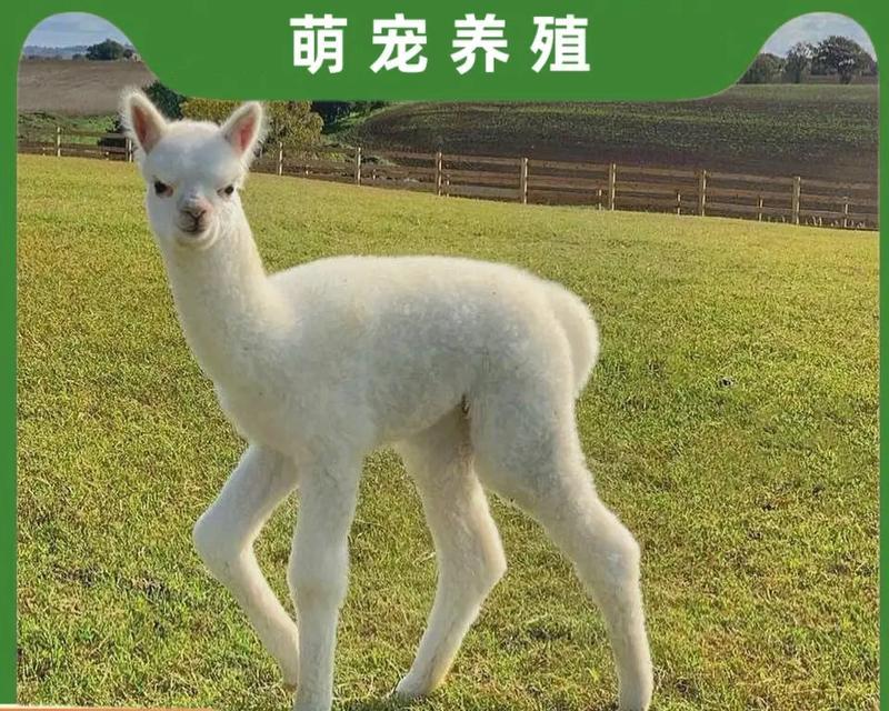 羊驼的叫声代表什么？它们的沟通方式有哪些特点？