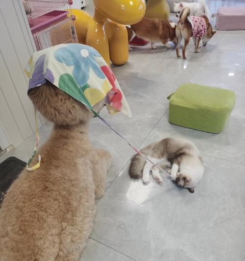 剪毛时如何安抚羊驼的情绪？