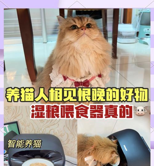 给猫喂猫粮用什么工具？这些工具如何使用？