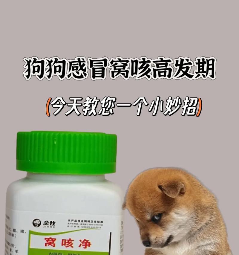 猫咳出血是否与猫粮有关？应该吃什么药？