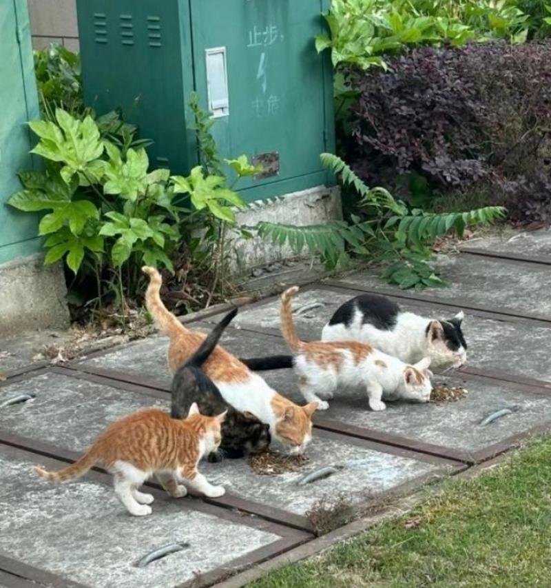 猫咪蹭猫粮是什么原因？猫咪蹭猫粮的行为有何含义？