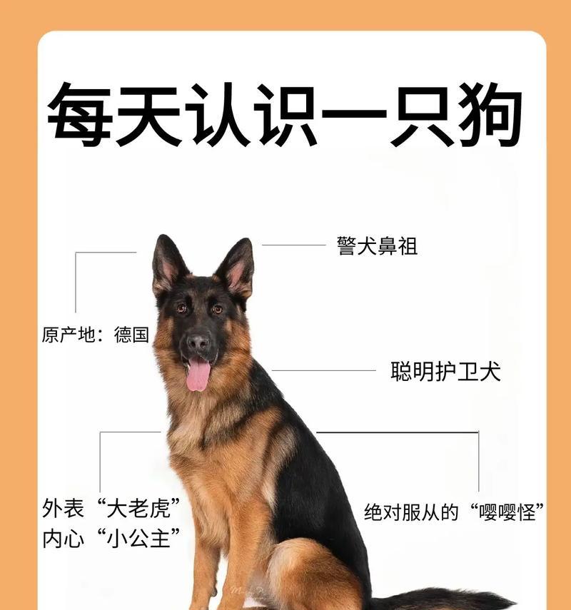 德牧每天应摄入多少三文鱼？