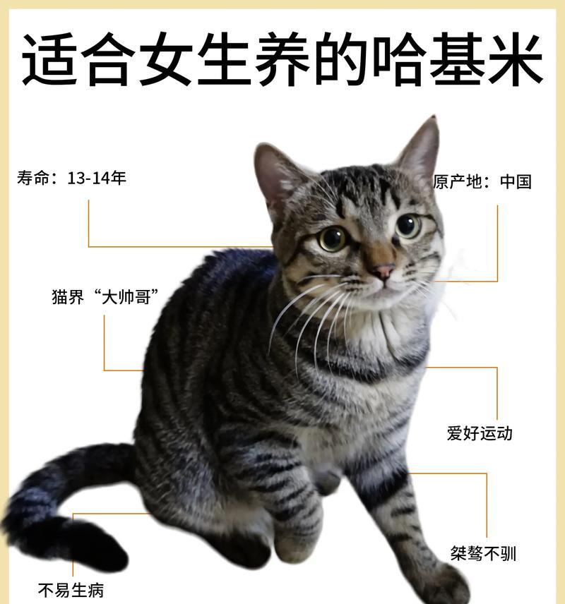 狸花猫体型瘦小应该选择哪种猫粮？如何增肥？