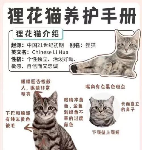 狸花猫体型瘦小应该选择哪种猫粮？如何增肥？